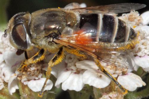 Réf. 325 801 : Eristalis arbustorum